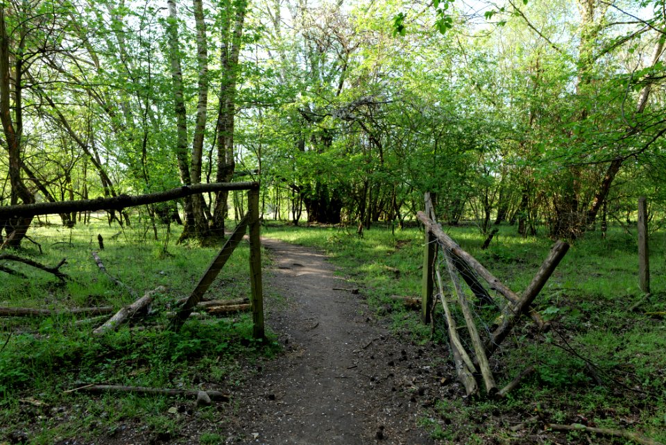 Dahlemer Feld Grunewald 2021-05-10 02