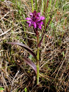 Dactylorhiza incarnata ssp. cruenta Kiiminki, Finland 19.06.2013