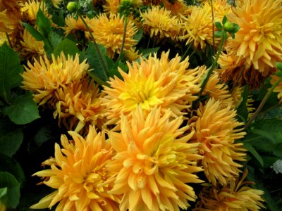Dahlias au jardin des iris 5