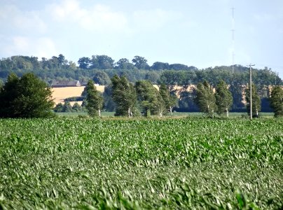 Dabrowa Wielka fields 8 7-2015