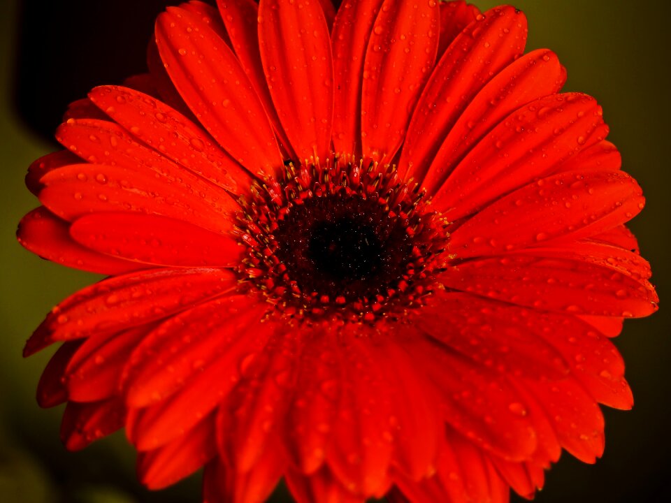 Gerbera drop of water close up