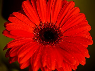 Gerbera drop of water close up