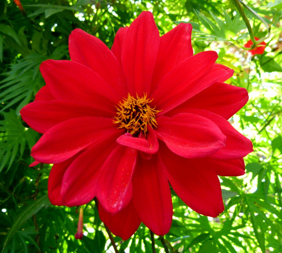 Dahlia Bishop of Llandaff