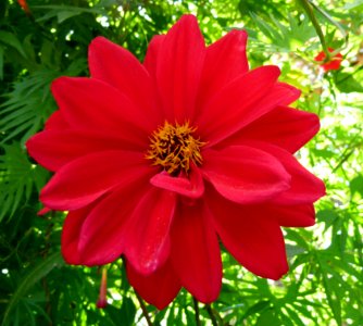 Dahlia Bishop of Llandaff