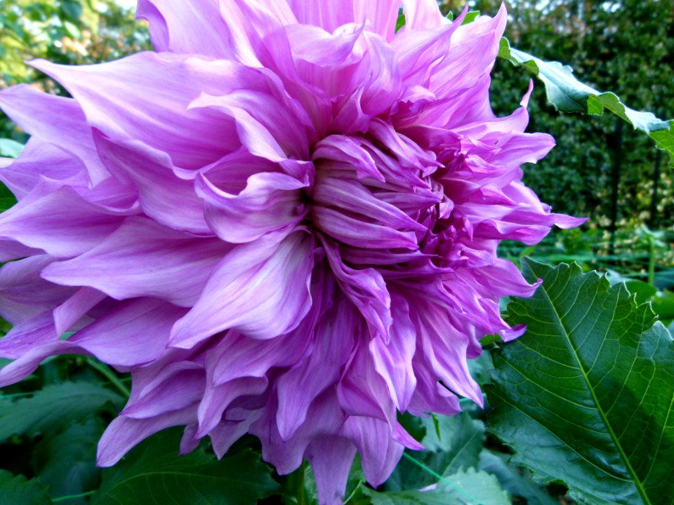 Dahlia concours international 2012 Parc Floral