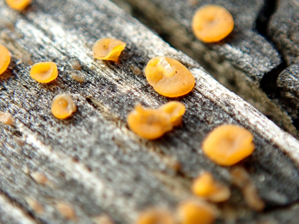 Dacrymyces stillatus 63933978