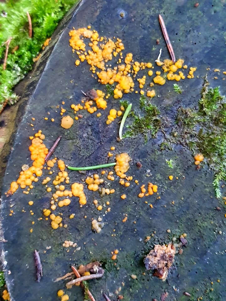 Dacrymyces stillatus 106749602