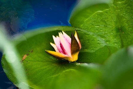 Pink water lily pond teichplanze photo