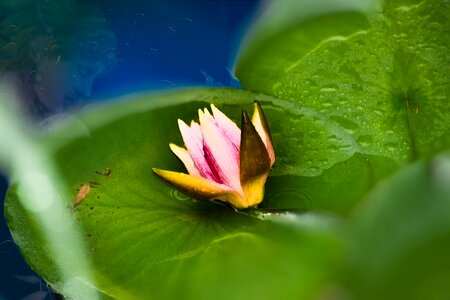 Pink water lily pond teichplanze
