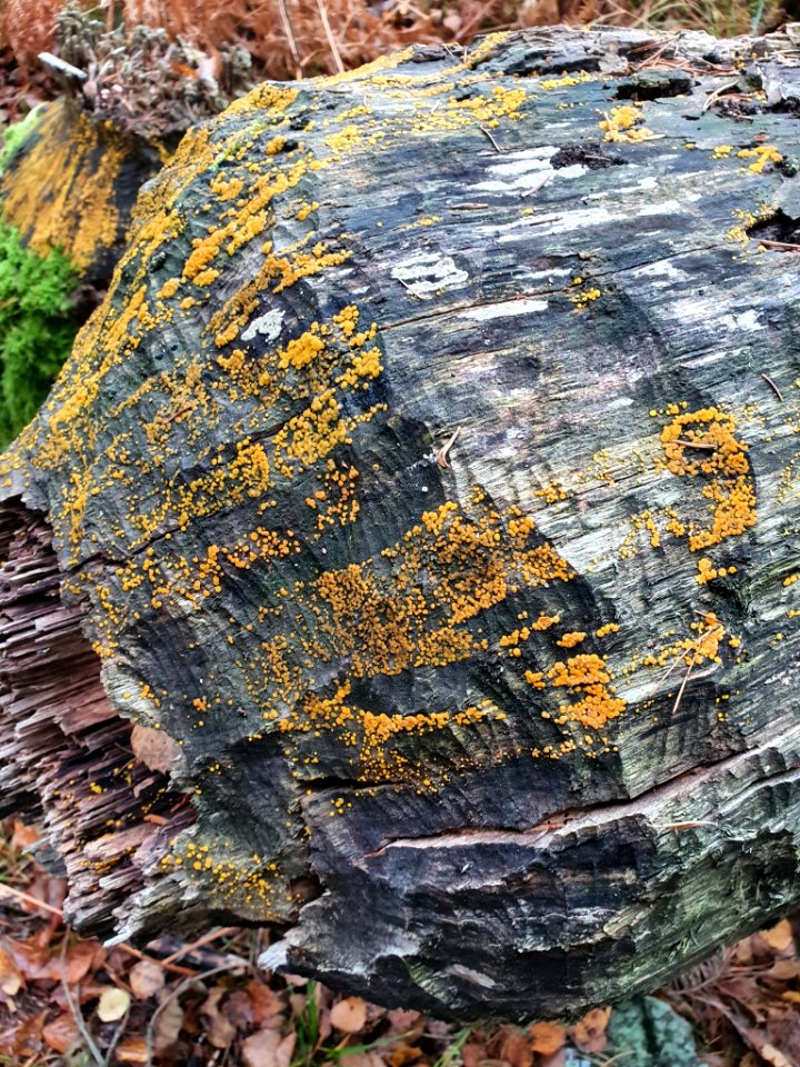 Dacrymyces stillatus 103725660