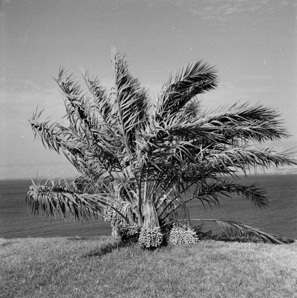 Dadelpalm vol dadels, Bestanddeelnr 255-4263