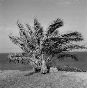 Dadelpalm vol dadels, Bestanddeelnr 255-4263