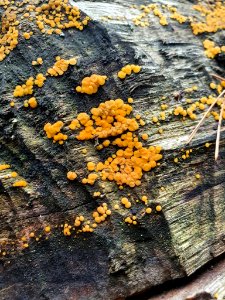 Dacrymyces stillatus 103725649
