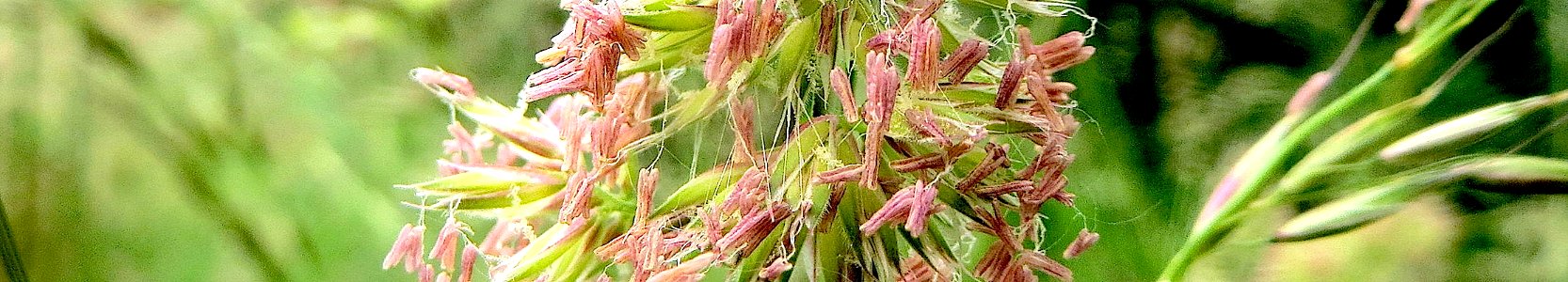 Dactylis glomerata. Reader