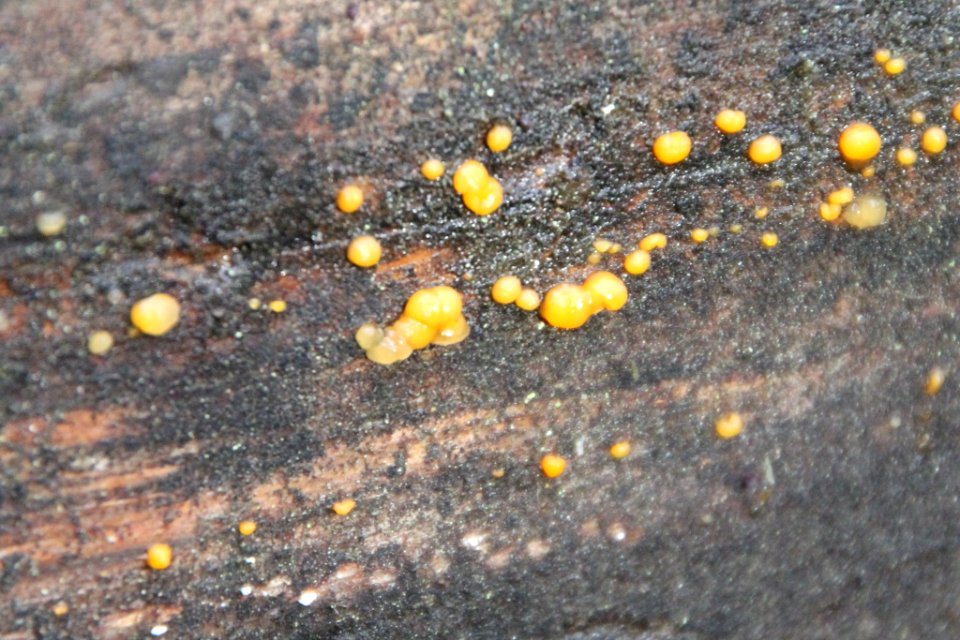 Dacrymyces stillatus 100021553