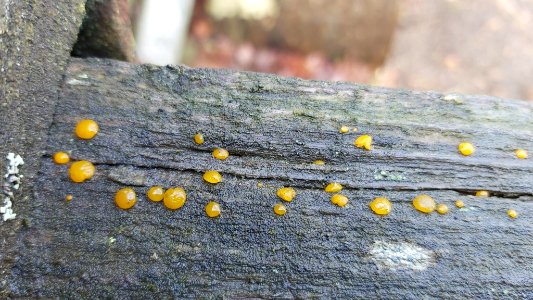 Dacrymyces stillatus 62226127