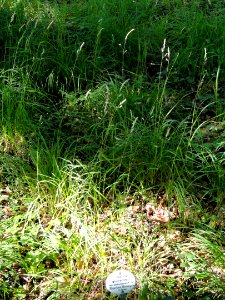 Dactylis glomerata ssp. aschersoniana - Botanical Garden, University of Frankfurt - DSC02428