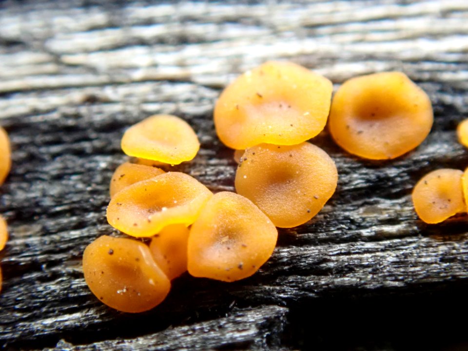 Dacrymyces stillatus 63934004