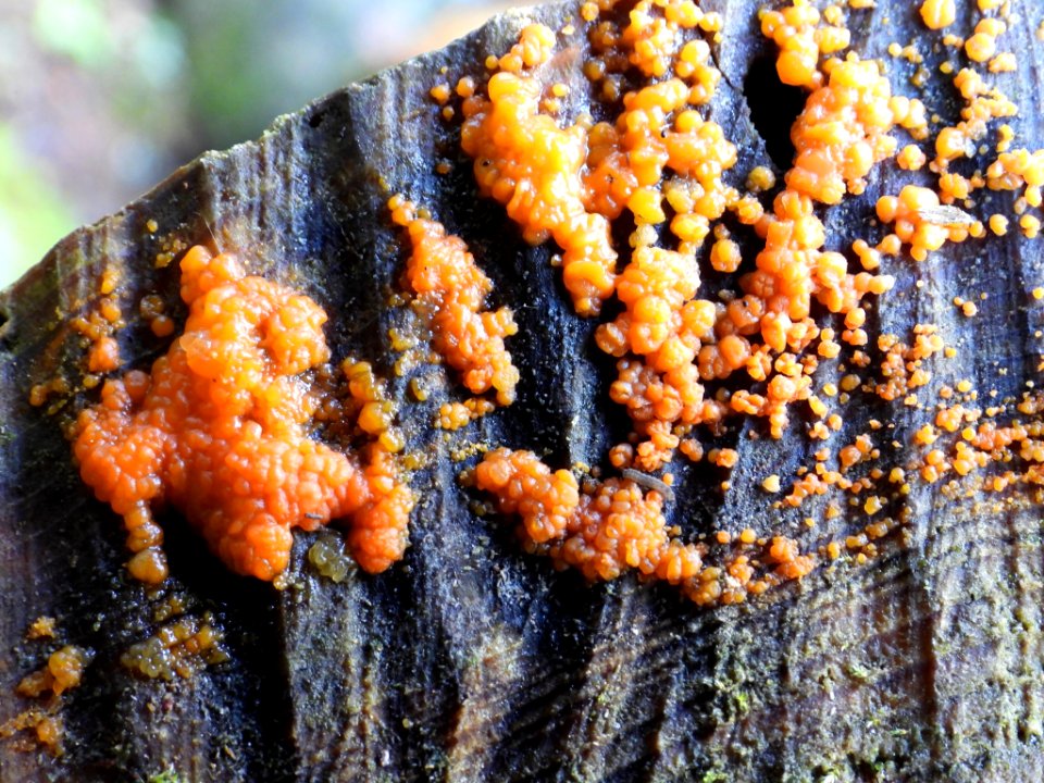 Dacrymyces stillatus 91617525