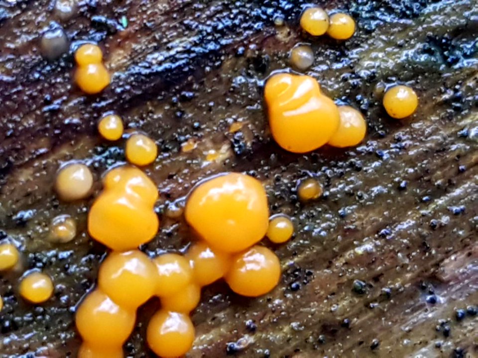 Dacrymyces stillatus 71110740