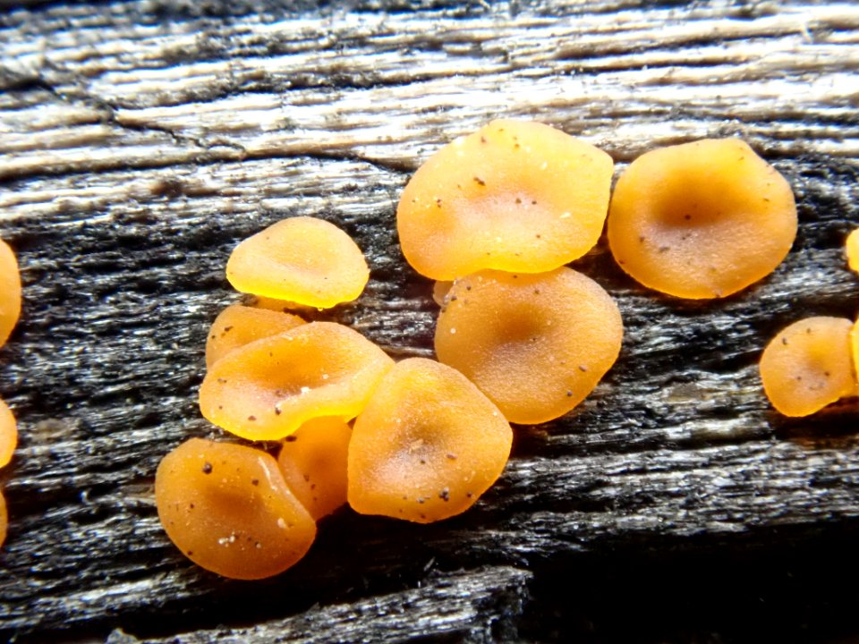 Dacrymyces stillatus 63934012