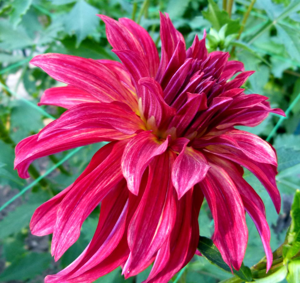 Dahlia concours international 2012 Parc Floral 6
