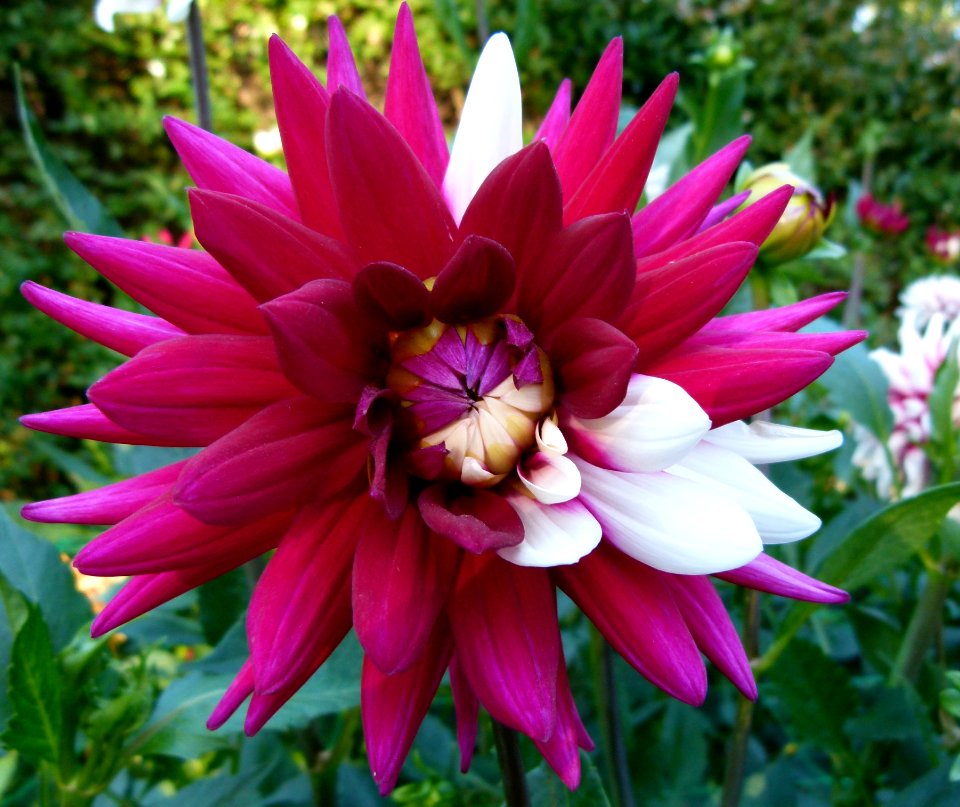 Dahlia concours international 2012 Parc Floral 16