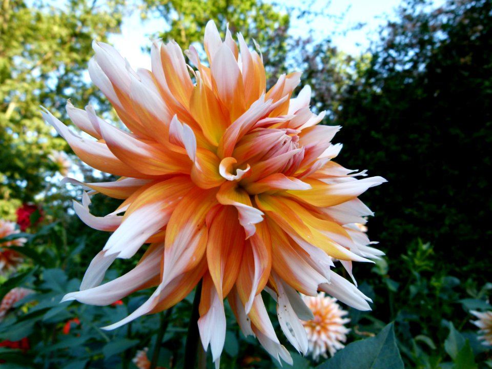 Dahlia concours international 2012 Parc Floral 5