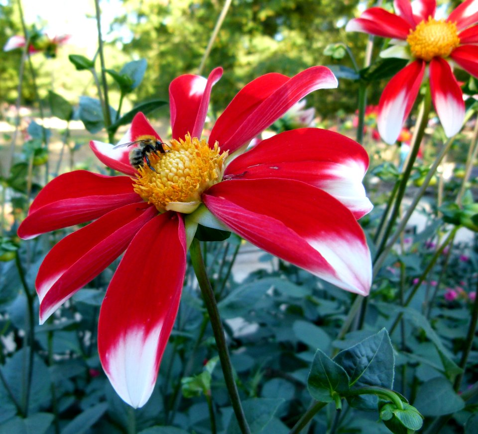 Dahlia du concours international 2012 Parc Floral Paris 11