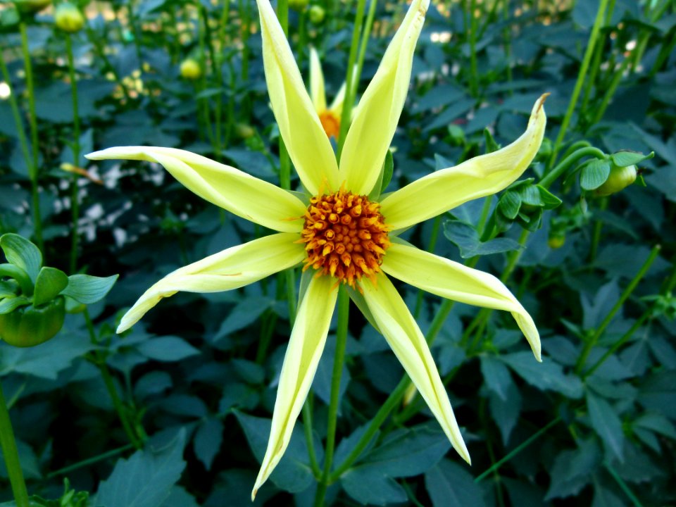 Dahlia du concours international 2012 Parc Floral Paris 10