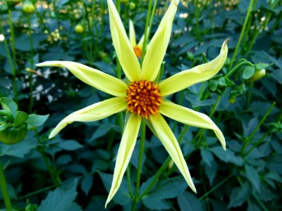 Dahlia du concours international 2012 Parc Floral Paris 10