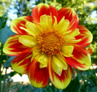 Dahlia du concours international 2012 Parc Floral Paris 15