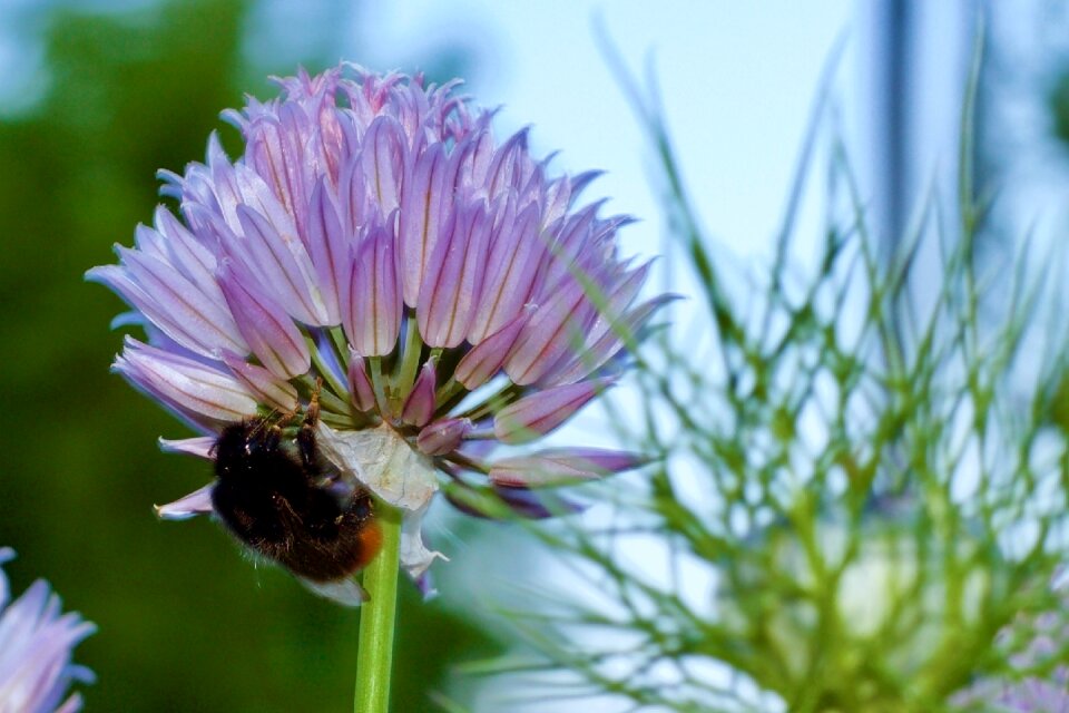 Flower allium spring