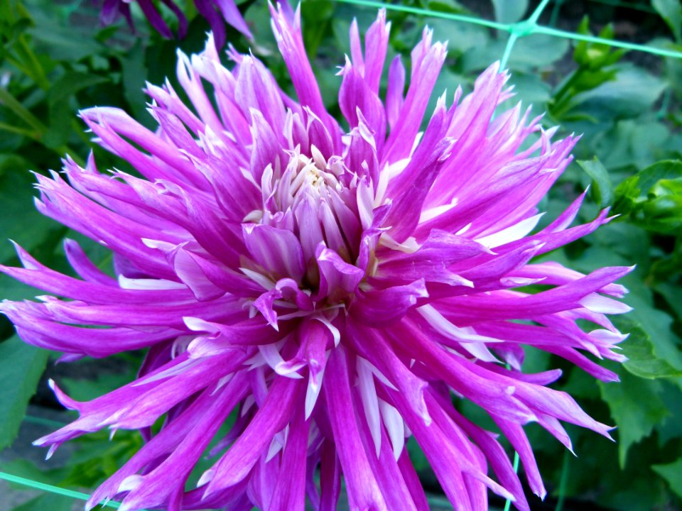 Dahlia concours international 2012 Parc Floral 10