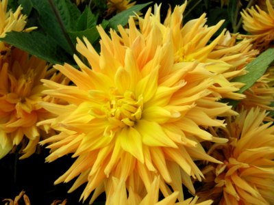 Dahlia au jardin des iris 7