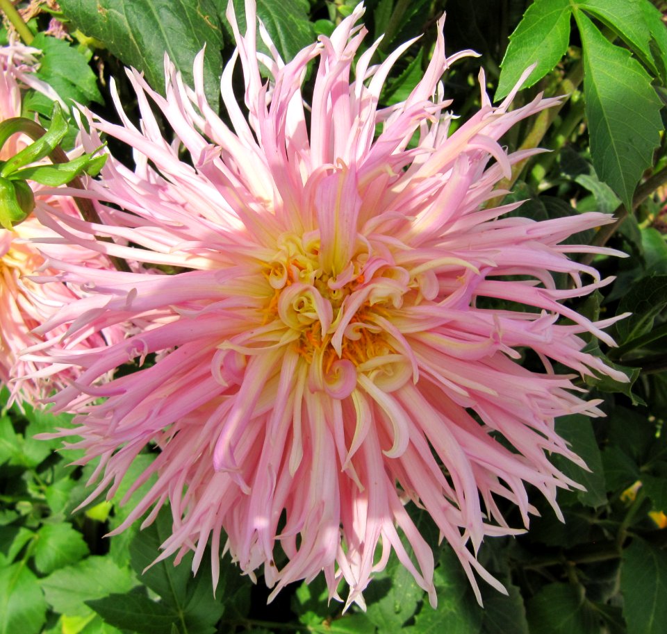 Dahlia au jardin des iris