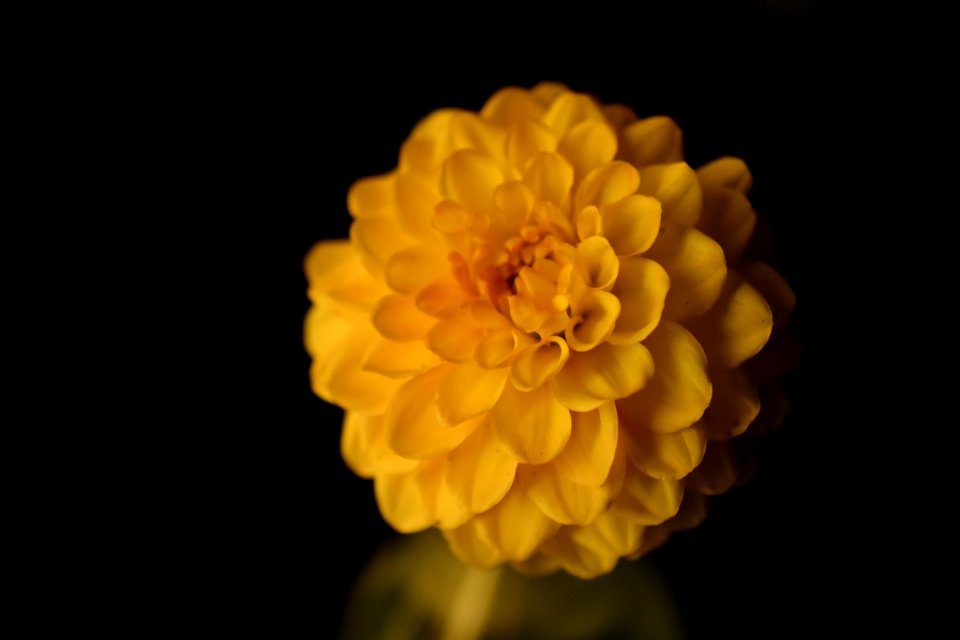 Dahlia At Night (164500559)