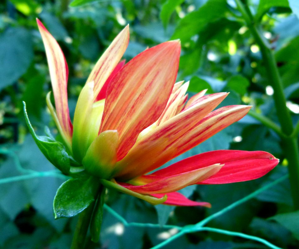 Dahlia concours international 2012 Parc Floral 2