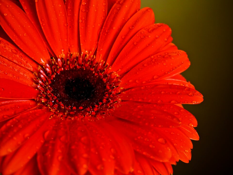 Gerbera drop of water close up