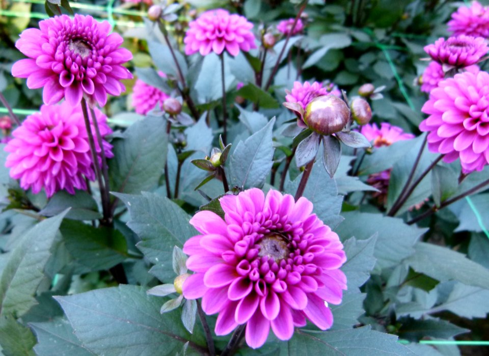 Dahlia du concours international 2012 Parc Floral Paris 13