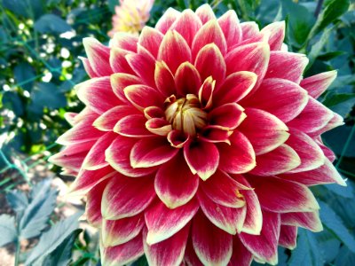 Dahlia du concours international 2012 Parc Floral Paris
