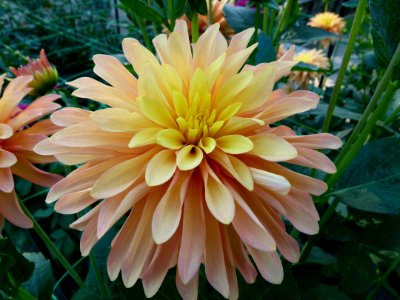 Dahlia concours international 2012 Parc Floral 8
