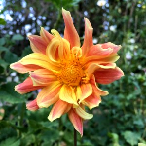 Dahlia × pinnata IMG 0114