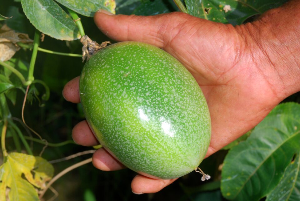 Passion fruit agriculture rural