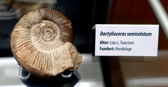 Dactylioceras semicelatum - Naturhistorisches Museum, Braunschweig, Germany - DSC05126