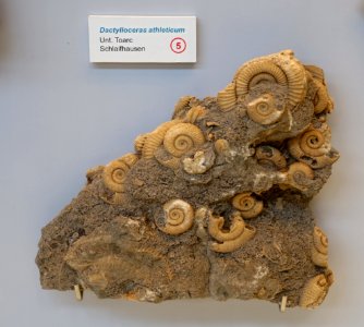 Dactylioceras athleticum - Naturhistorisches Museum Nürnberg - Nuremberg, Germany - DSC04161