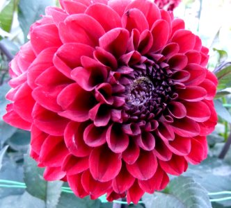 Dahlia du concours international 2012 Parc Floral Paris 5