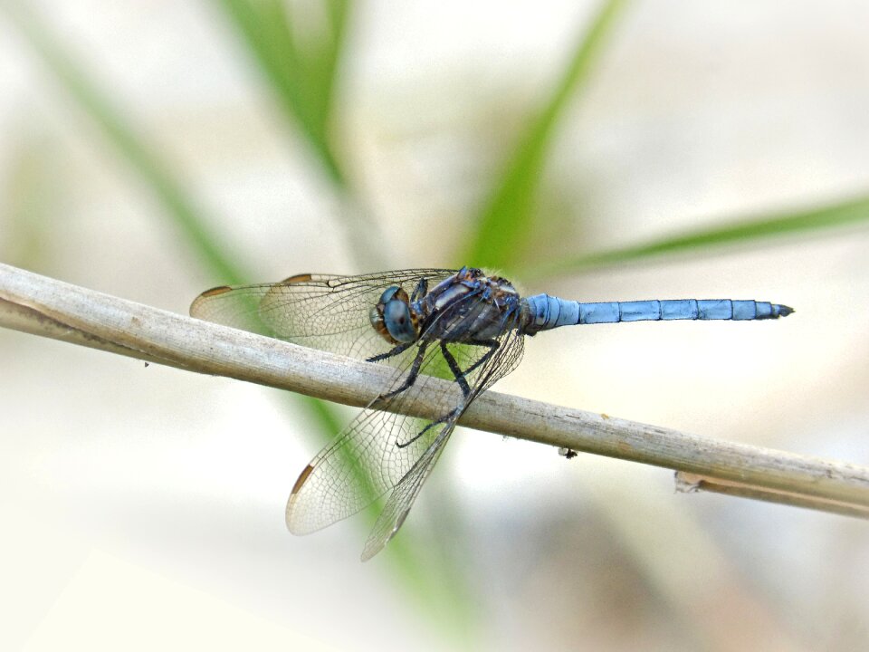 Branch wetland parot pruïnós