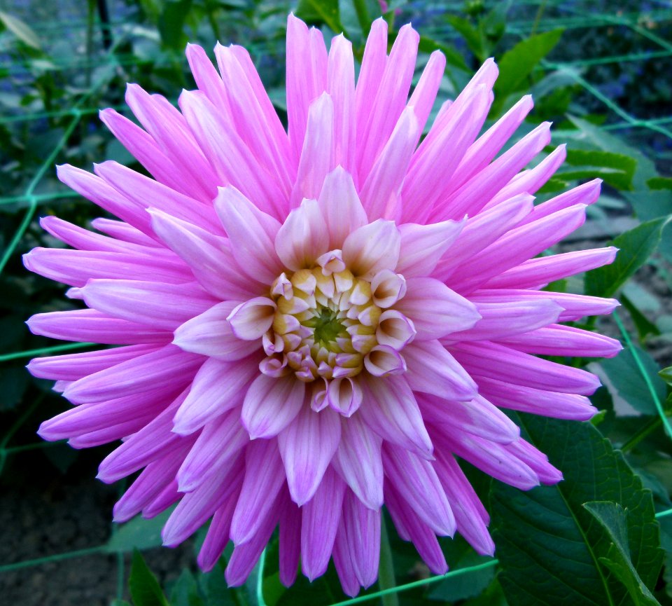 Dahlia du concours international 2012 Parc Floral Paris 18