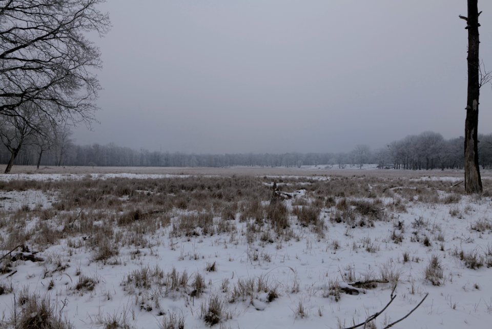 Döberitzer Heide with snow 2021-02-14 26